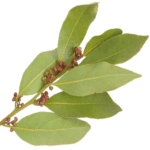 Raw bay leaves