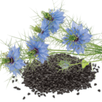 Raw black seed