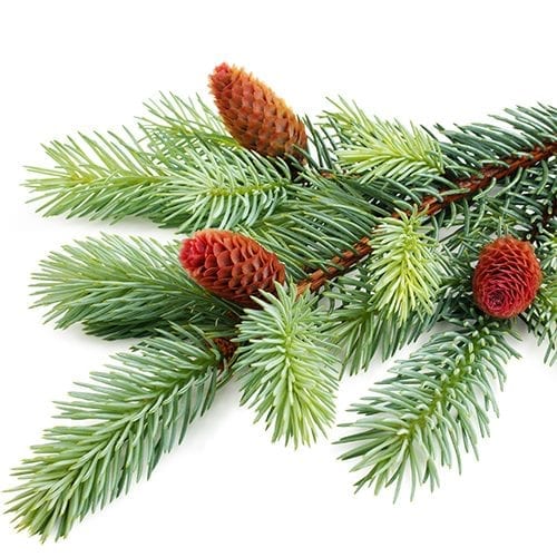 Raw spruce