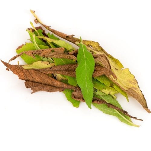 Raw camphor