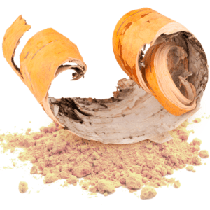 Raw birch bark