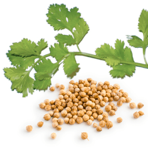 Raw cilantro seed