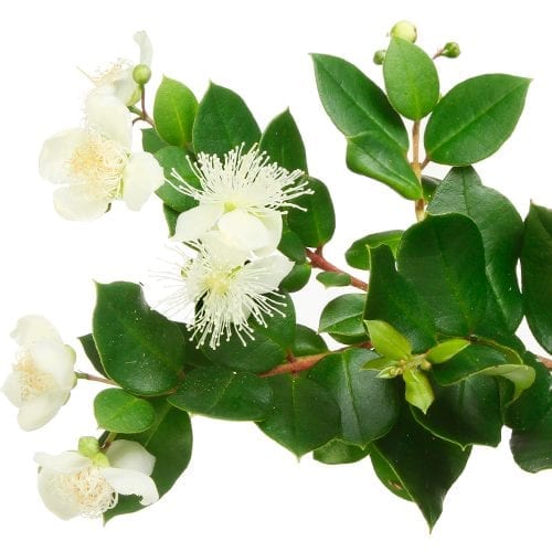 Raw myrtle