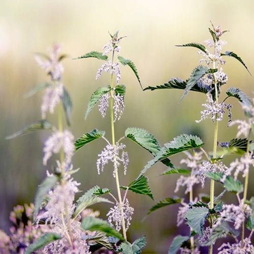 Raw nettles