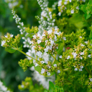 Raw oregano